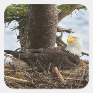Nesting Bald Eagle Quadratischer Aufkleber