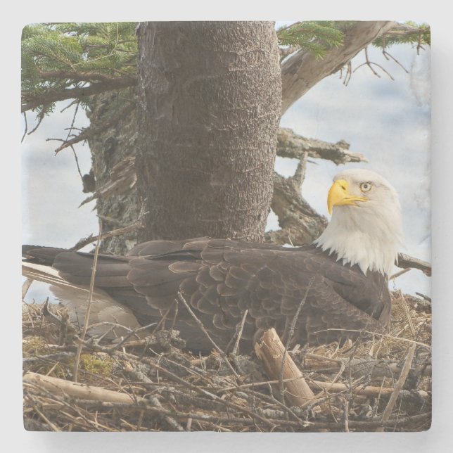 Nesting Bald Eagle Steinuntersetzer (Vorderseite)