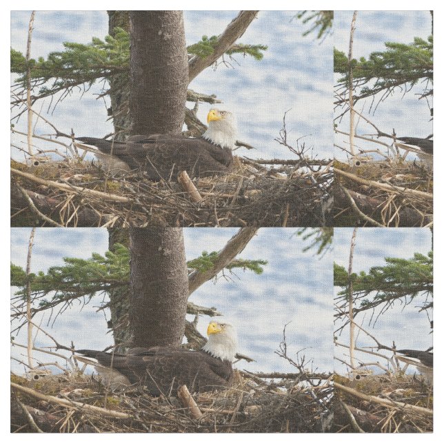 Nesting Bald Eagle Stoff (Nahaufnahme)