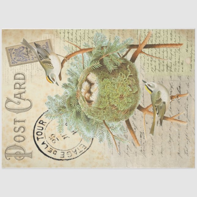 Nesting Bird Postcard Seidenpapier (Vorderseite)