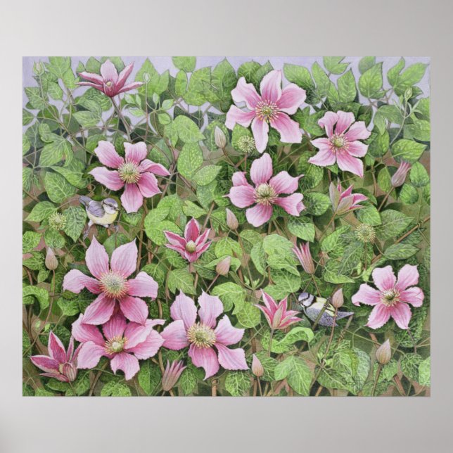 Nesting in Clematis Poster (Vorne)