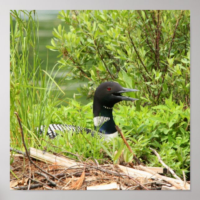 Nesting Loon Print Poster (Vorne)