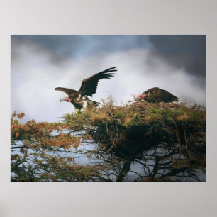 Nesting Vultures Poster