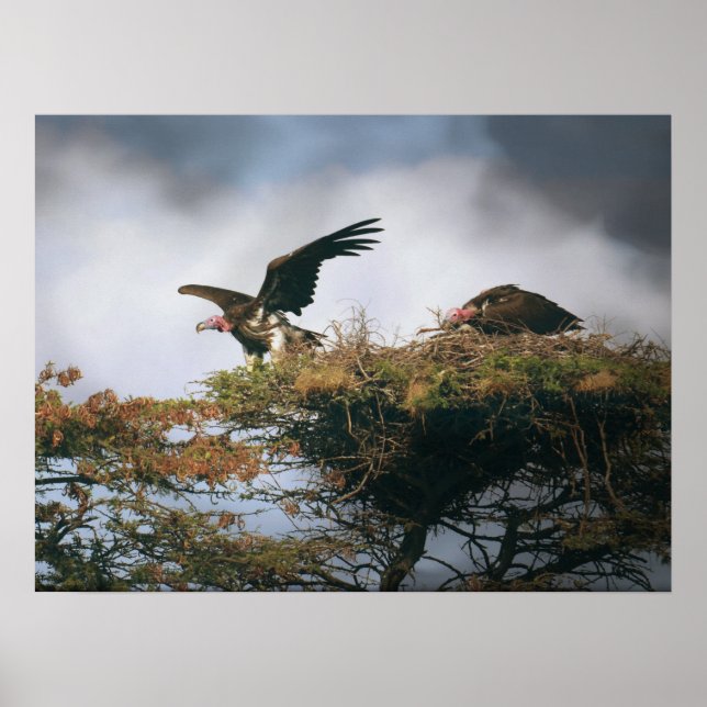 Nesting Vultures Poster (Vorne)
