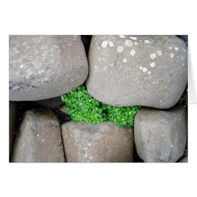 Nestle (Vorderseite (Horizontal))