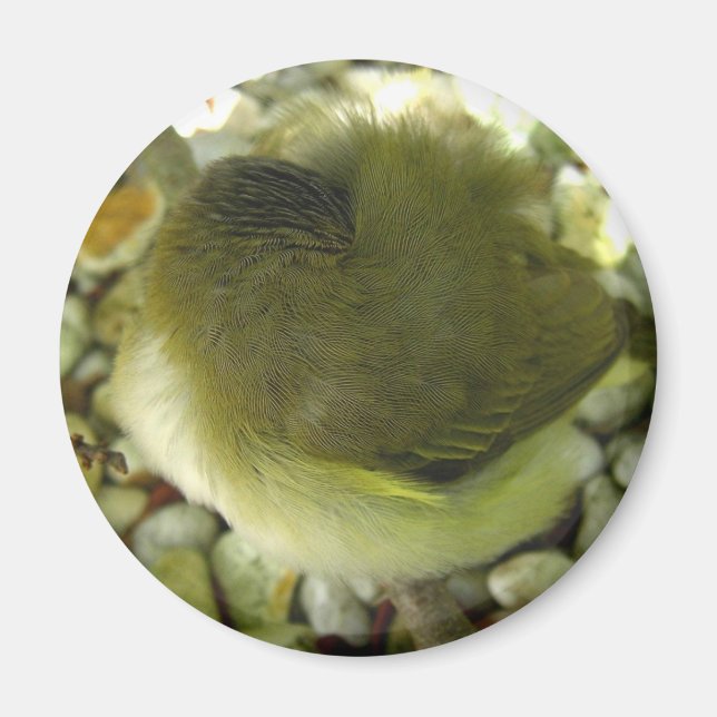 Nestling Bird Magnet (Vorne)