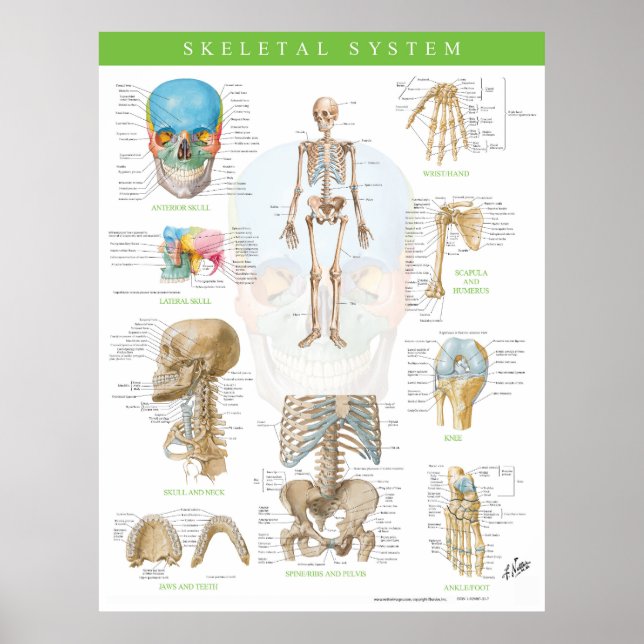 Netters Skelettsystemposter Poster (Vorne)