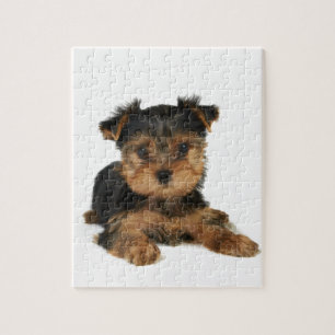 Nettes yorkie puzzle