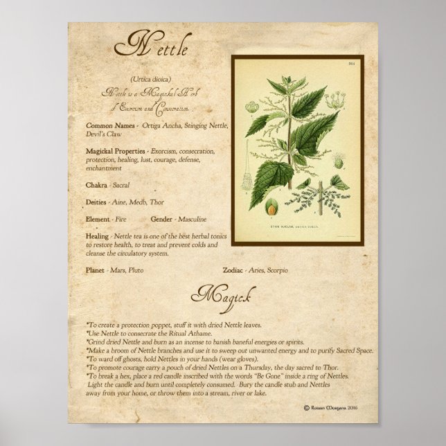 NETTLE MAGICK HERB POSTER (Vorne)