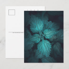 Nettle Nature Foto Feiertagspostkarte