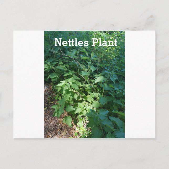 Nettles-Pflanze Postkarte (Vorderseite)