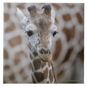 Netzgiraffe, Giraffa camelopardalis reticulata Fliese
