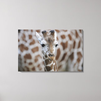 Netzgiraffe, Giraffa camelopardalis reticulata, Leinwanddruck