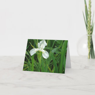 Neu-England weiße Iris Blumennotecard Sammlung Karte