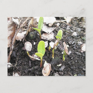Neu verdichtete Seedlings Postkarte