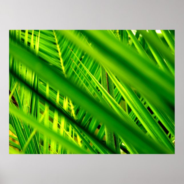 (Neuankömmling) Poster Print (Vorne)