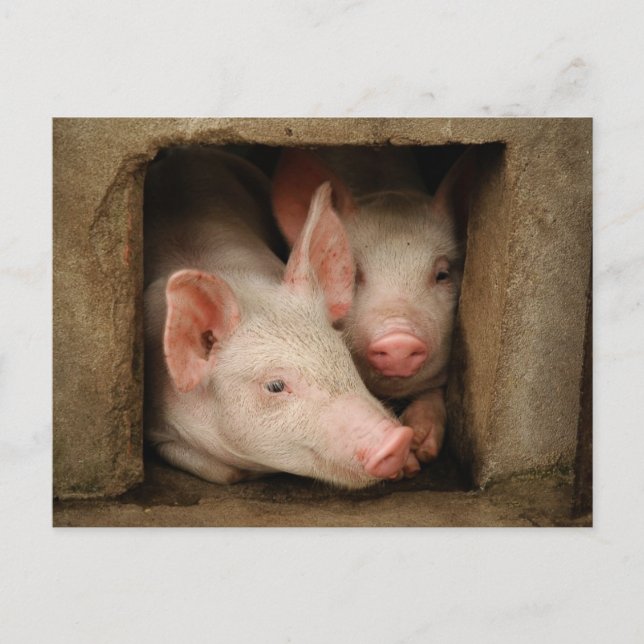 Neuartige Ferkel Postkarte (Vorderseite)