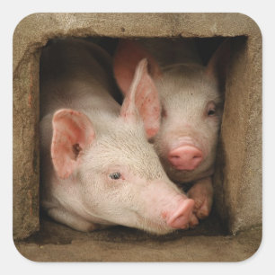 Neuartige Ferkel Quadratischer Aufkleber