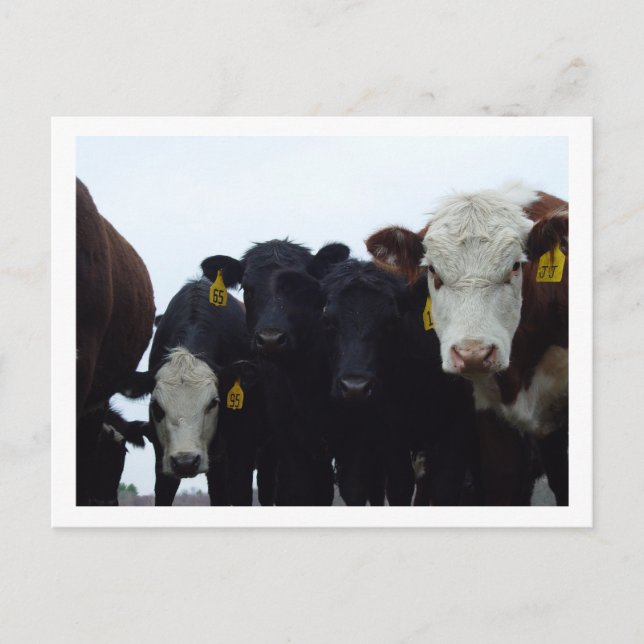 Neuartige Kühe 9 Postkarte (Vorderseite)