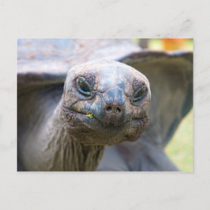 Neuartige Schildkröte Postkarte