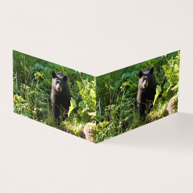 Neuartiger Schwarzbär (Vorderseite)