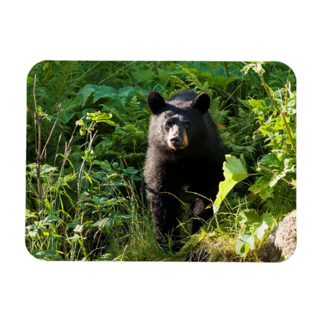 Neuartiger Schwarzbär Magnet (Horizontal)