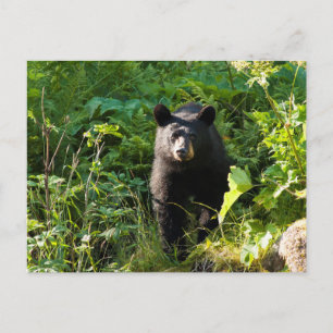 Neuartiger Schwarzbär Postkarte