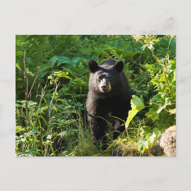Neuartiger Schwarzbär Postkarte (Vorderseite)