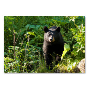 Neuartiger Schwarzbär Tischnummer