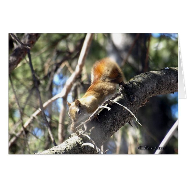 Neuartiges Eichhörnchen (Vorderseite (Horizontal))