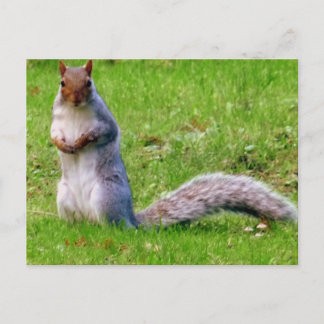 Neuartiges Eichhörnchen Postcard Postkarte