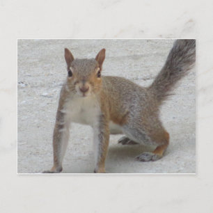 Neuartiges Eichhörnchen Postkarte