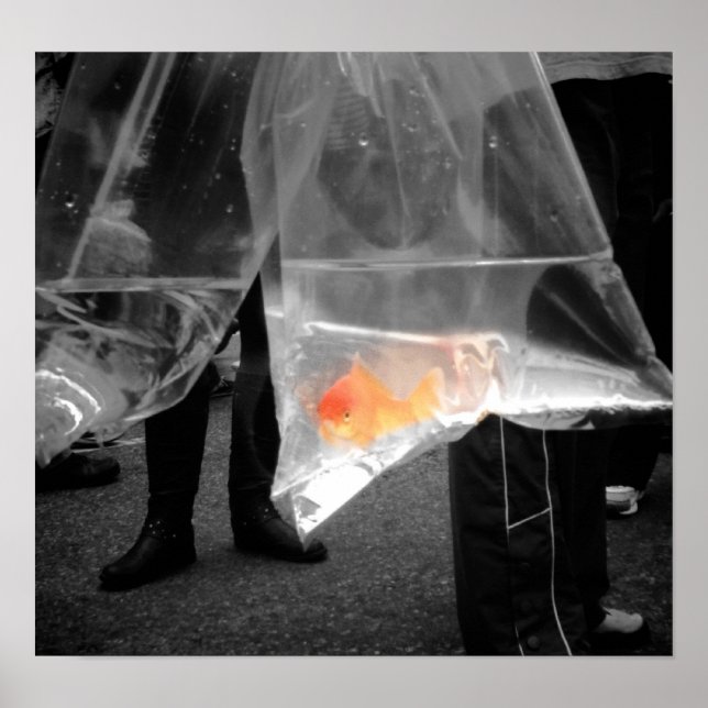 Neuartiges Goldfish Poster / Bild (Vorne)
