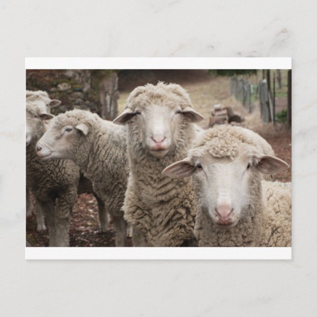 Neuartiges Schaf Postkarte (Vorderseite)