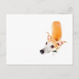 Neuartiges Whippet Postkarte
