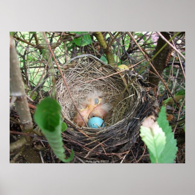Neubeginn Poster (Vorne)