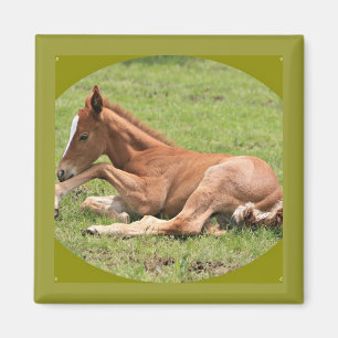 Neuborn Colt Magnet