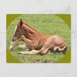 Neuborn Colt Postkarte