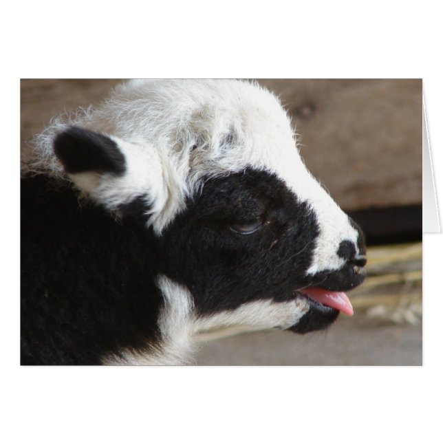 Neuborn Lamb (Vorderseite (Horizontal))