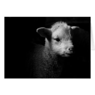 Neuborn Lamb