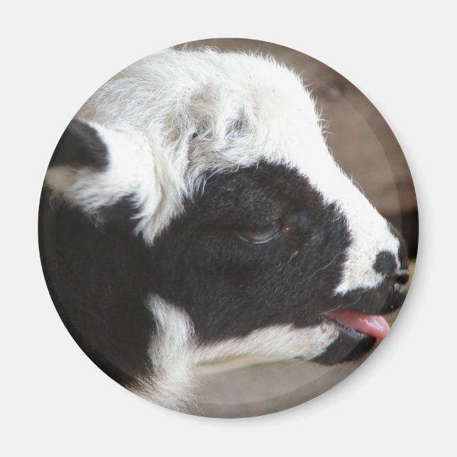 Neuborn Lamb Magnet (Vorne)