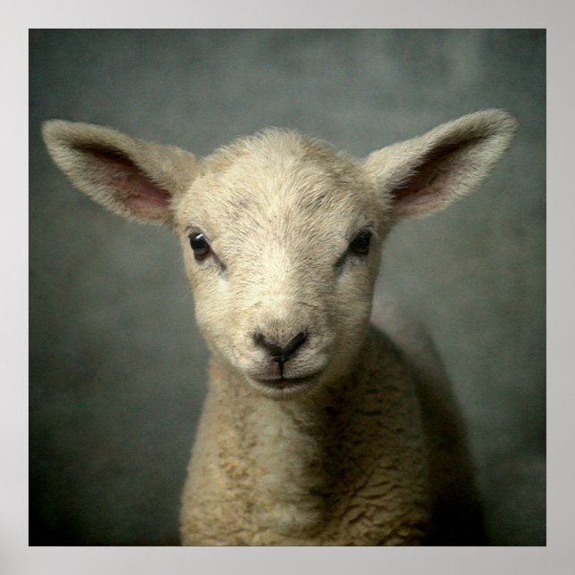 Neuborn Lamb Poster (Vorne)