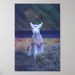 Neuborn Lamb Poster