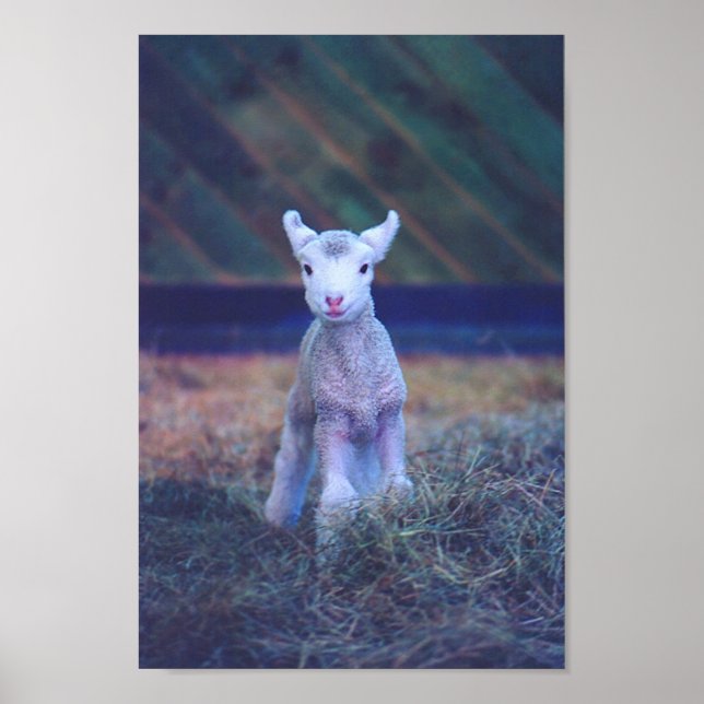 Neuborn Lamb Poster (Vorne)