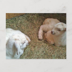 Neuborn Twin Bucklings Postcard Postkarte