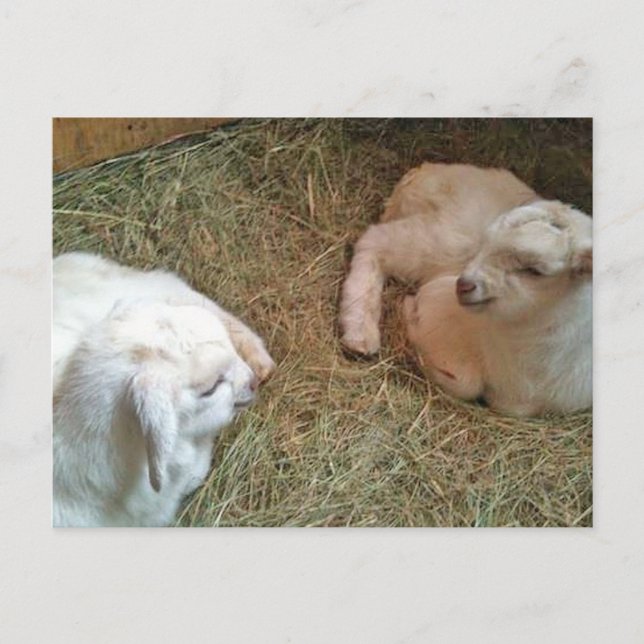 Neuborn Twin Bucklings Postcard Postkarte (Vorderseite)