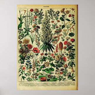 Neue Adolphe Millot Naturposter: Blume Poster