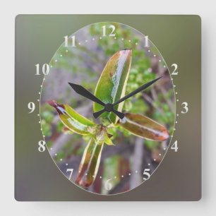 neue Blätter im Frühjahr Quadratische Wanduhr