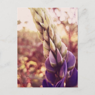 Neue Brunswick-Blume Postkarte