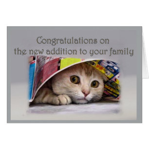 Neue Cat-Adresse für die Familie